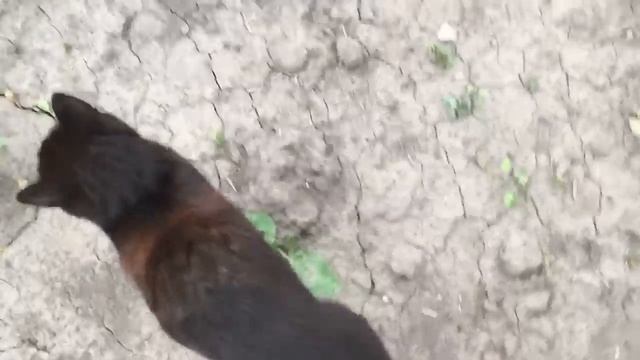 Баня готова /Виталя заливает пол в гараже/управляюсь на огороде