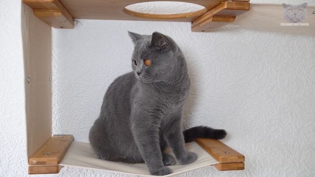 British Shorthair Cats React To A New Cat Tree @catastrophicreations смотреть онлайн