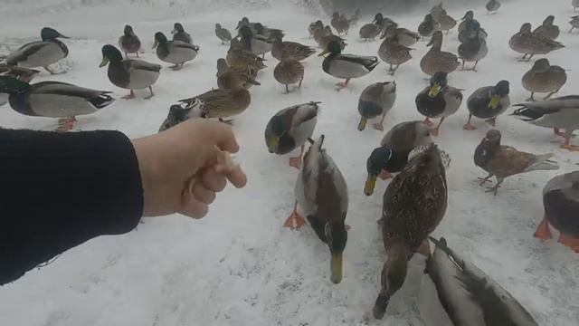 #Ураган в Питере, утки едят с рук смотреть онлайн