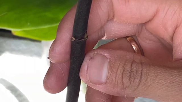 How to propagate an orchid/Как размножить орхидею смотреть онлайн