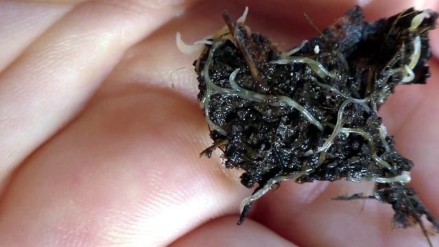 Кто развелся в вермекомпостре? Старатель или грендаль? Как отличить малька старателя от грендаля? смотреть онлайн