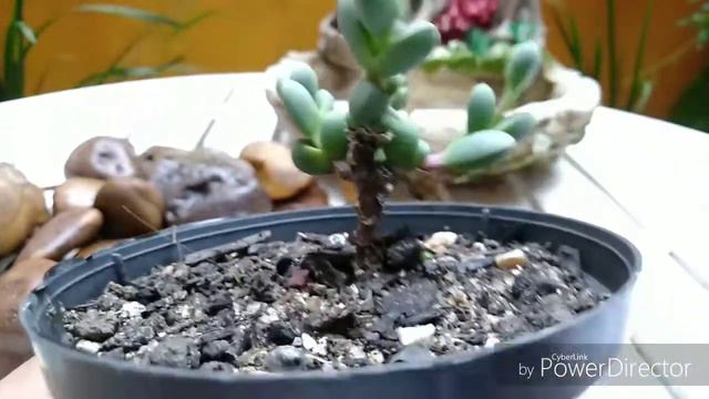 CORPUSCULARIA LEHMANNII, Identificando Nossas Plantas...