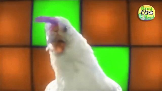 Techno Chicken Song, Chicken Dance, Chicken Song, Rooster Crowing - Funny Chicken Dance, Funny Cow