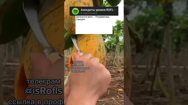 ?ТГ в профиле, подпишись #анекдоты #рофлы #реддит #приколы смотреть онлайн