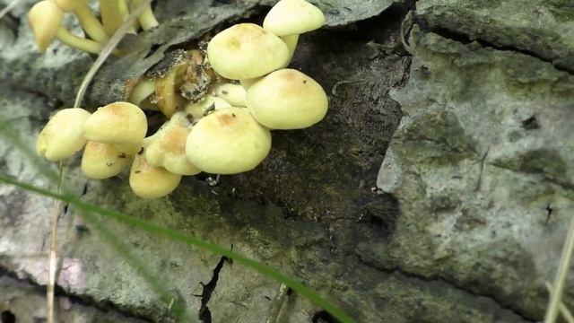 Красота Леса ..Грибы .. Белка ..Комары ..? Музыка ..Все для Души и Релаксации..? смотреть онлайн