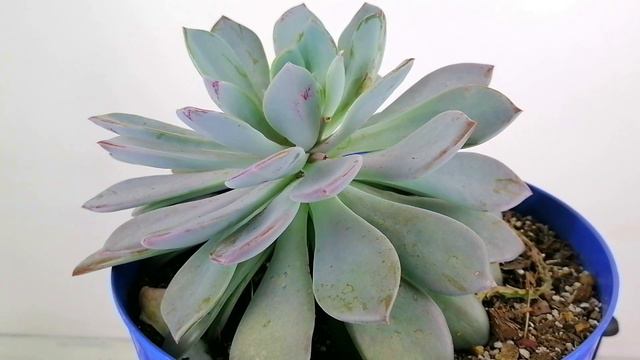 Pachyveria Scheideckeri Donsuculento