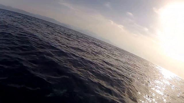 Дельфины в Средиземном море смотреть онлайн