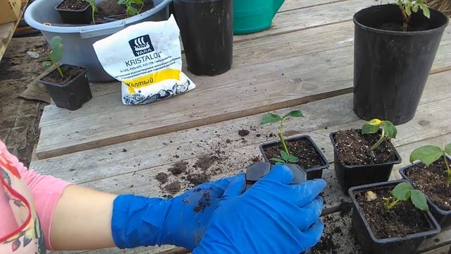 Летнее черенкование роз. Прошло 6 недель смотреть онлайн