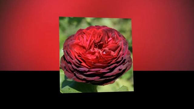 Astrid Grafin Von Hardenberg Rose