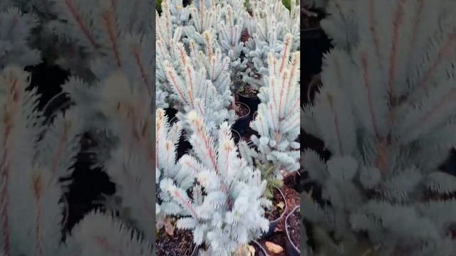 Ель Изелли Фастигиата , С10-4.500₽) продажа в группе телеграмм https://t.me/S76Olga_76 смотреть онлайн