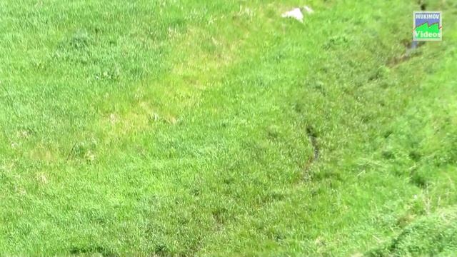 Giant Russian Beavers! Гигантские бобры Тульской области!