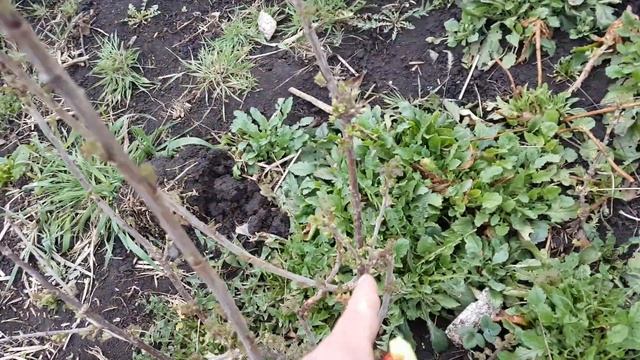 Кручение побегов смородины. Причины и профилактика. смотреть онлайн