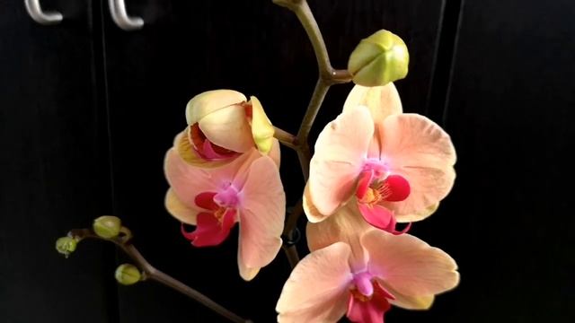 Phalaenopsis Caribbean Dream (Карибская мечта)