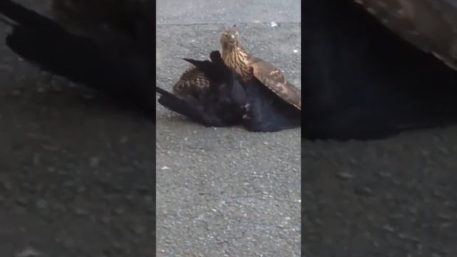 Ястреб убивает ворону. смотреть онлайн