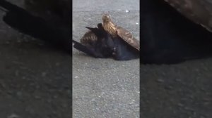 Ястреб убивает ворону.