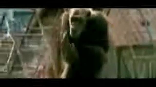 Обезьяны не курят сигареты Бездымов!!! смотреть онлайн