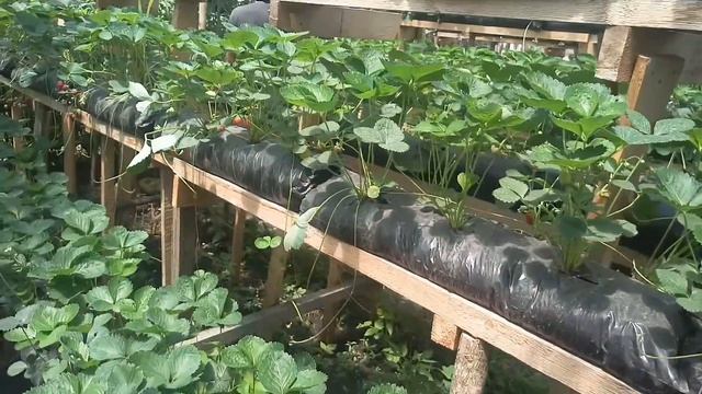 «Новинки клубники 2019г:Собираем усы для /размножения/». смотреть онлайн