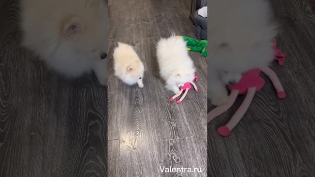 Шпиц. Щенки миниатюрного шпица. Кремовый шпиц. у нас можно купить щенки шпица. Nini Shpitz, Shpits