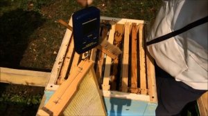 Качаем мед у пойманных роев. Сколько меда можно собрать с роя? Нужно ли объединять рои пчел?