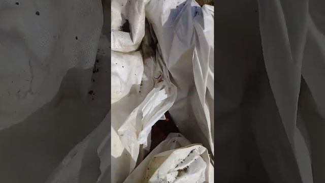 Зимнее хранение посадочного картофеля в яме в огороде_Winter storage of potatoes in the garden смотреть онлайн