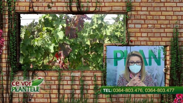 ce vor plantele cristina ghibu partea 1 2022 04 13 смотреть онлайн
