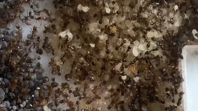 Solenopsis geminata (огненный муравей). Ты горишь, как в агонии... смотреть онлайн
