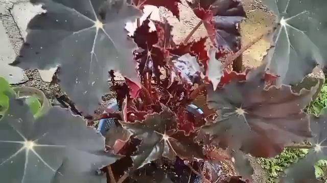 BEGONIA BLACK VELVET Yang  UNIK - (TANAMAN HIAS DEPAN RUMAH TREN 2021)