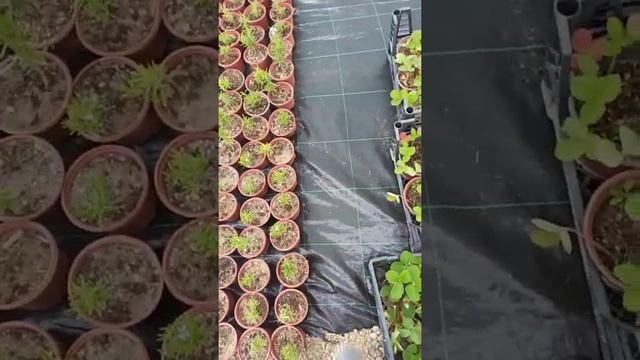 bahçeye çiçek nasıl ekilir смотреть онлайн