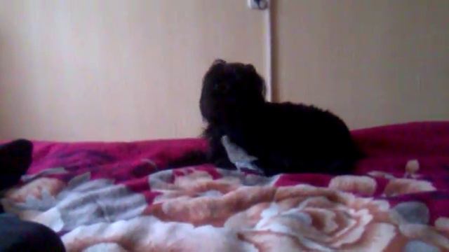 Первое знакомство попугая и собаки смотреть онлайн