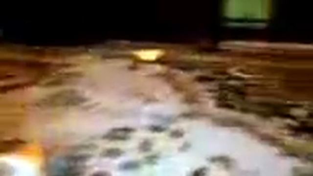 Самая быстрая собака в мире! Угадай породу! Йорик-метеорик! Смотреть до конца!!! смотреть онлайн