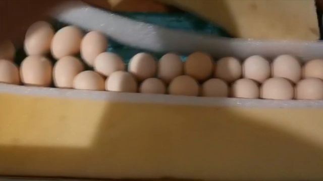 Результат инкубации КИТАЙСКИХ ШЕЛКОВЫХ КУР. "Мое Подворье" смотреть онлайн