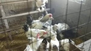 Нормы кормления кур. Что делать если курочка зажирела.