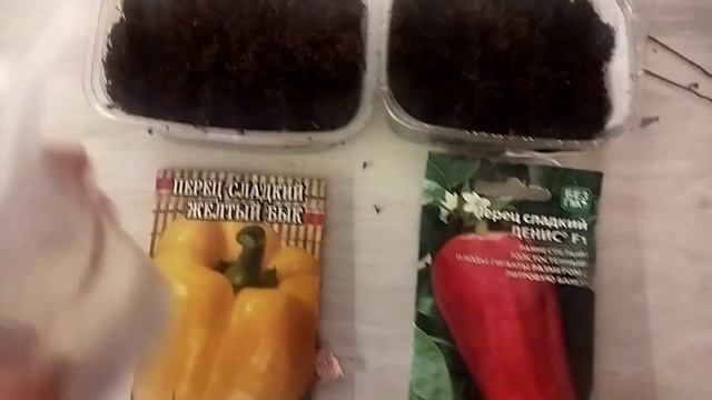 05.03.2023 Посев перца Желтый бык и Денис F1