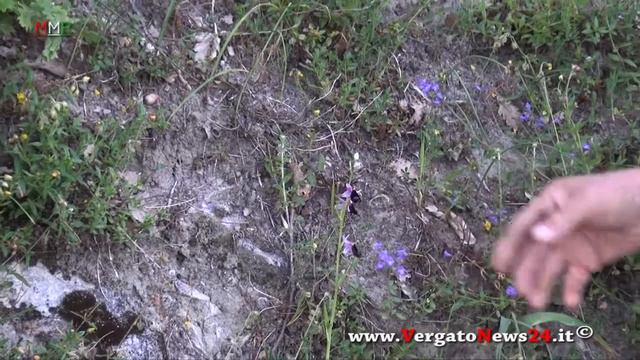 Orchidee selvatiche nel giardino della Nora a Tavernola di Grizzana Morandi смотреть онлайн