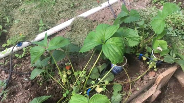 Загородная жизнь родителей. Бассейн в теплице. Клубника. смотреть онлайн