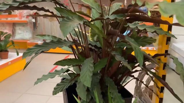 Цветущие и декоративно-лиственные растения для дома? Обзор цветочного магазина. смотреть онлайн