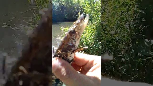 Рыбалка Свияга))) Ульяновск смотреть онлайн