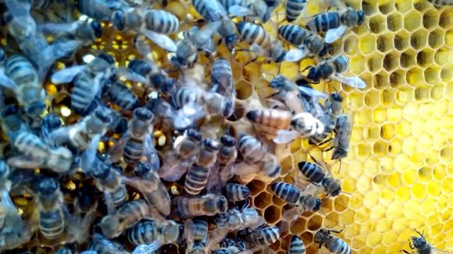 Матка, которая только что вылезла из маточника. Пчеловдство для начинающих смотреть онлайн