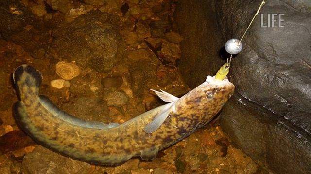 Как ловить налим в августе? Секреты ловли налима в августе! смотреть онлайн