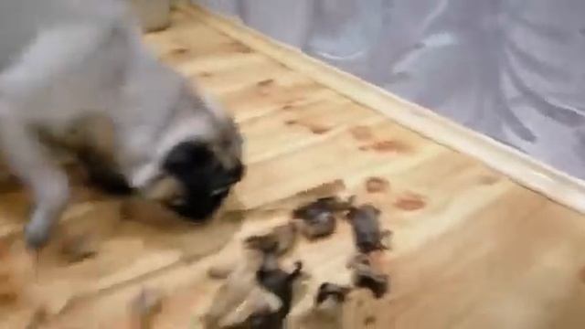 Мопсы, МопсыМы, Умные мопсики смотреть онлайн