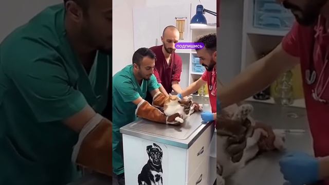 не трогайте кота, он не виноват смотреть онлайн