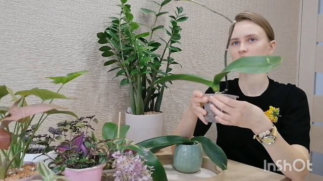 Изменения за месяц, секрет ровного замиокулькаса! смотреть онлайн