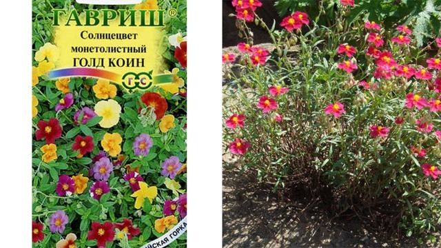 Самые засухоустойчивые растения для украшения сада. Неприхотливые цветы для клумб и цветников смотреть онлайн