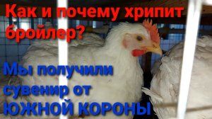 Что делать? Бройлер хрипит в жару. Распаковка посылки