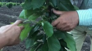 Посадка интенсивного черешневого сада