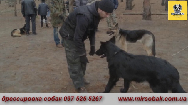 Дред дрессировка собак