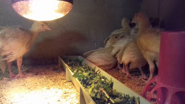 Растут ли наши индюшата? смотреть онлайн