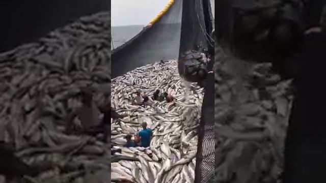 Kuna смотреть онлайн