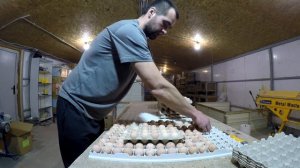 Цесарка Серо-крапчатая бройлерная Франция отзыв! Как инкубировать цесарку? Как содержать Цесарку?