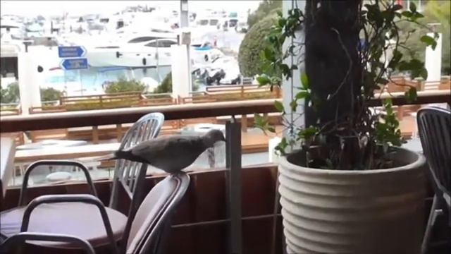 Чем бы тут поживиться-горлица в кафе. смотреть онлайн